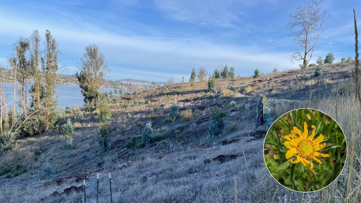 EBRPD's tweet image. Volunteer opportunity Friday! Help restore native woodland and meadow in the footprint of the Scenic Fire at the Habitat Restoration Workday at Carquinez Strait Regional Shoreline on Friday, Jan. 23 from 10 to noon. In partnership with the @GGBirdAlliance. ebparks.org/calendar?terms…