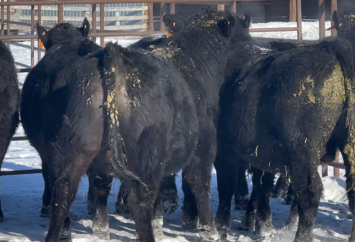 Nerbas Bros. Angus tweet media