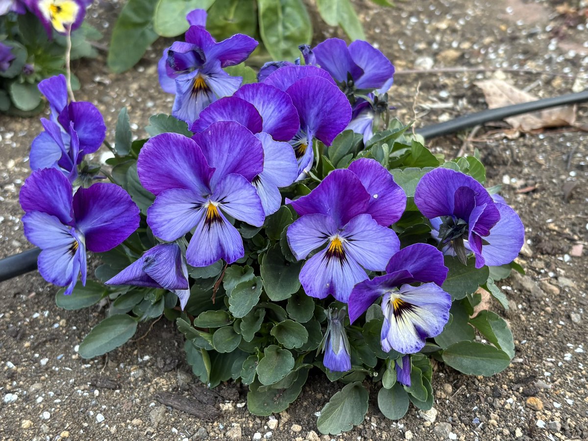 Nature Plants_hana_ Community on X - 556 Members