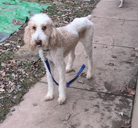 I didn't want to post this because we just had our older girl Foxy put down, last Tuesday we had to put down our Mom's golden doodle Riley for kidney failure, we are devastated and we are looking for a friend for Buddy because he misses both of his friends