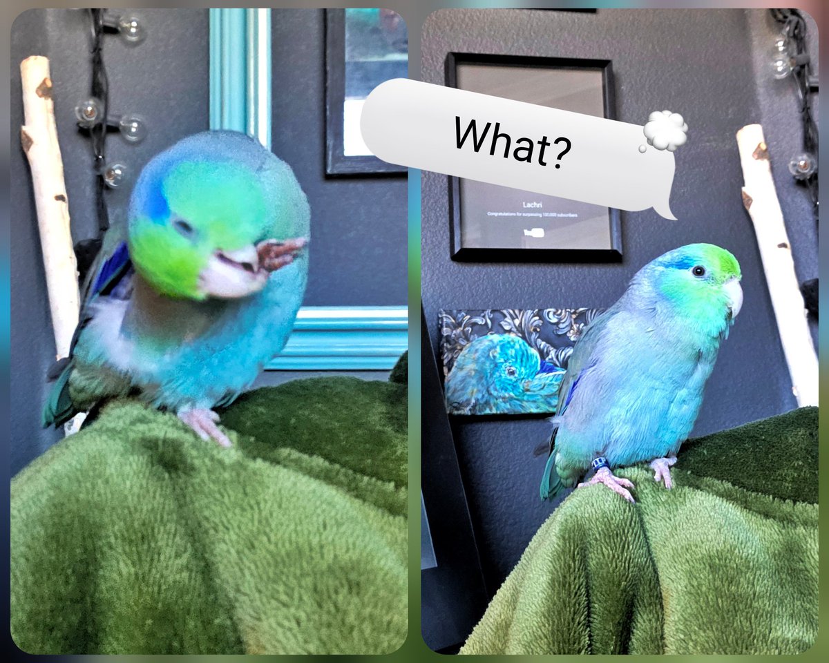 Lisa Clough - Lachri tweet media