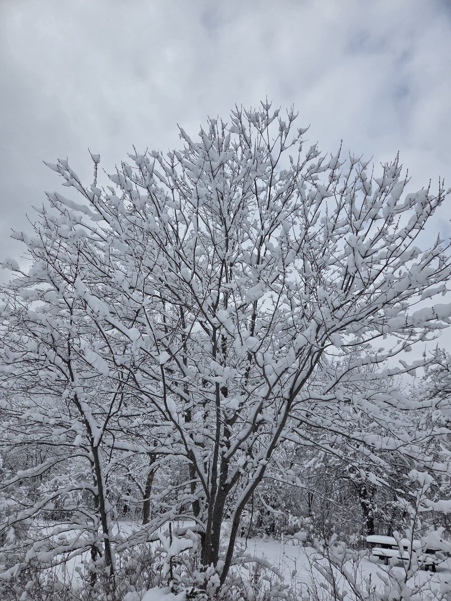 ErickaDuym's tweet photo. Views from my snowshoe walk at a State Campground near my home in coastal Maine today. 
I believe I've found sketching inspiration! https://t.co/2xIGFSHxbu