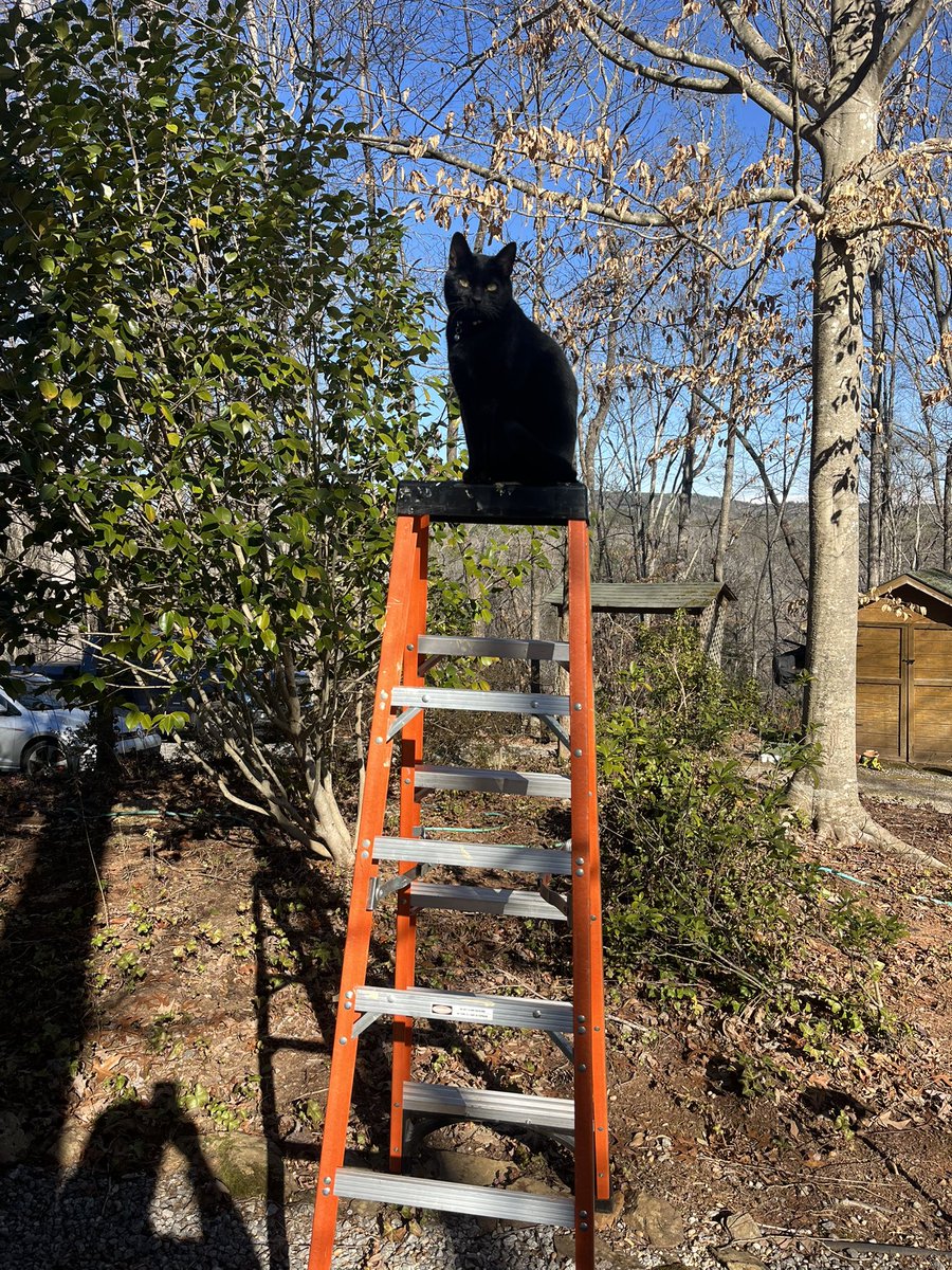 Nico 🌶️: Hello friends. I’m keeping an eye on EVERYTHING. 😈
Hope you are having a great day. ☀️ 
(Photo courtesy Dad!)