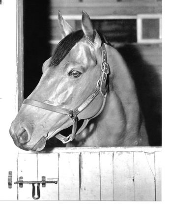 WheatleyStable's tweet photo. SEABISCUIT'S CAREER DEBUT
@WheatleyStable's homebred and future Hall of Famer Seabiscuit made his career debut on this day in 1935 at #HialeahPark for trainer James Fitzsimmons, finishing fourth. His first victory came that year on June 26th at Narragansett Park, his 18th start. https://t.co/gR1hF2AWc7