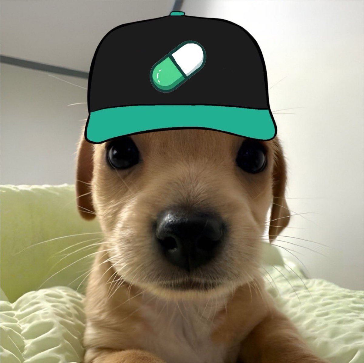 newbillyv2's tweet image. it's pumpfun 2nd birthday

let's celebrate it

like, retweet and follow @newbillyv2 

in 24 hours someone will get 365,000 $BILLYV2 #giveaway #BILLYv2