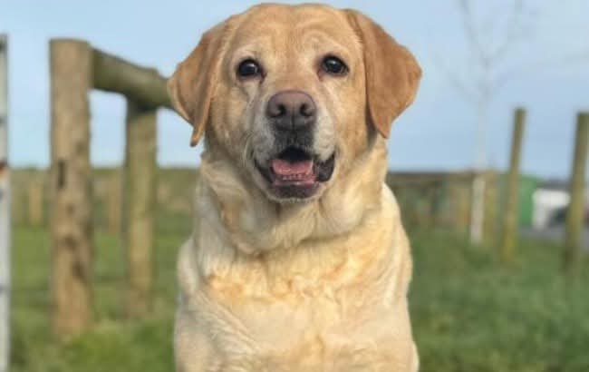 team_greenacres's tweet image. 😍 #seniordogalert Where are all you Labrador Lovers?😍

Meet Aurora, a beautiful 9 year old #Labrador who has found herself in rescue, through no fault of her own, following a change in her owner’s circumstances

She is a gentle, affectionate girl with a truly wonderful
