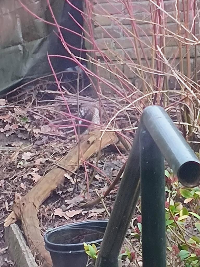 berflash's tweet image. Toch wel leuk een sperwer zo in de tuin.