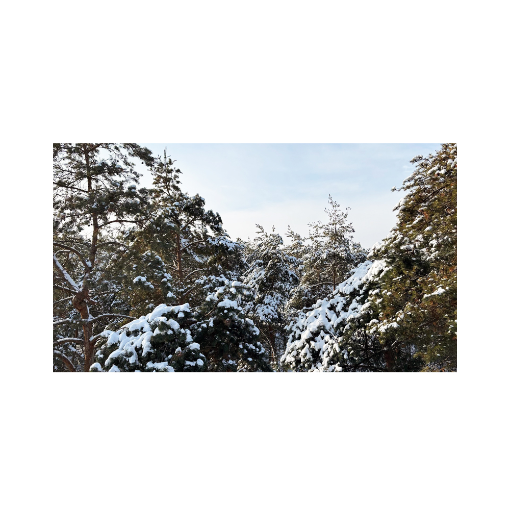 Winter here and there. ❄️🐦‍⬛🌲