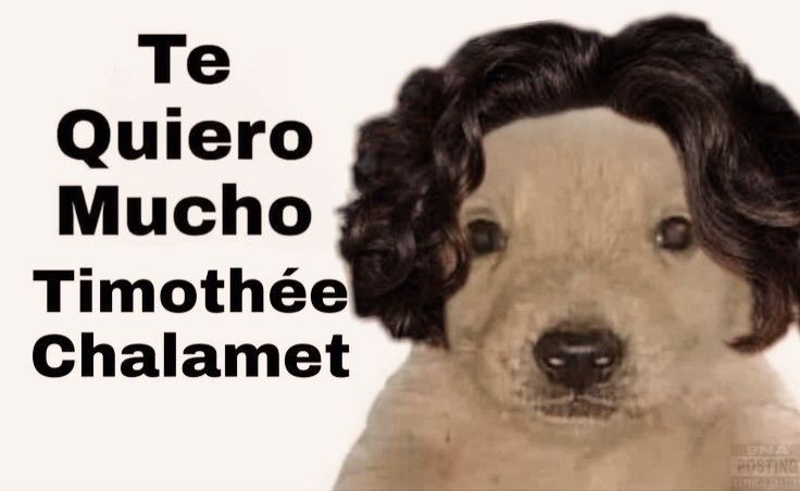 DiamondFilmsArg's tweet image. Yo? Del club de fans de Timothée Chalamet