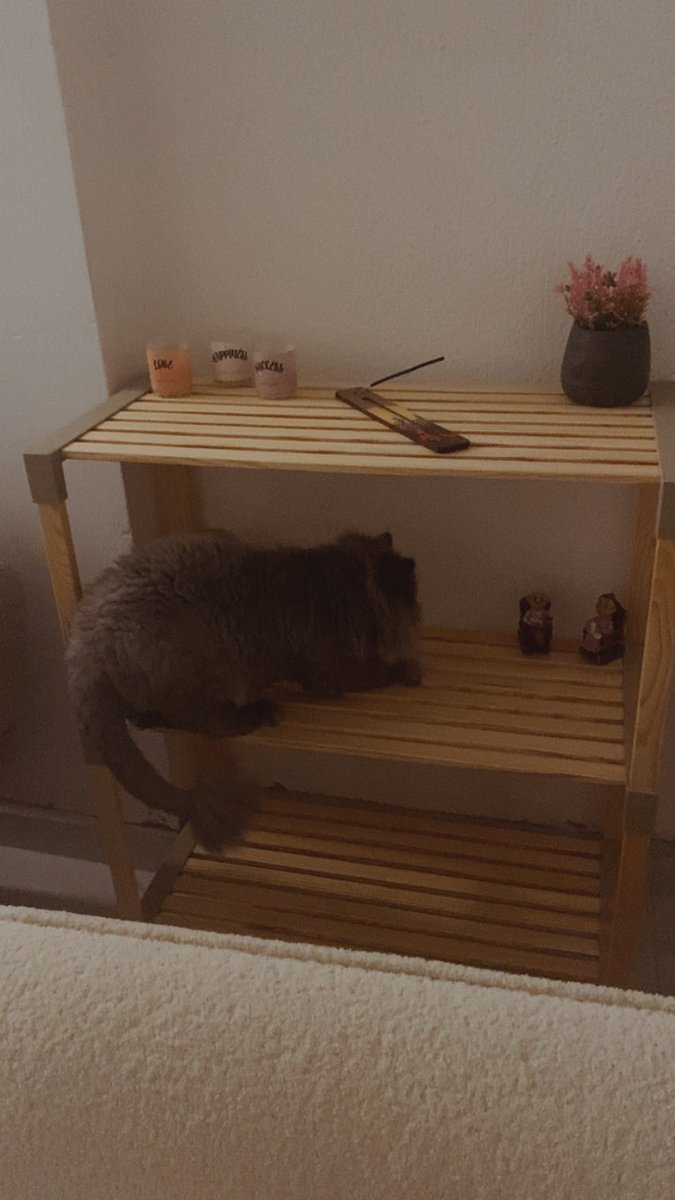 Kedi al psikolojine iyi gelir dediler kedinin de psikolojisi bozuldu biblolarla konuşuyor çocuumm #mandalradyo