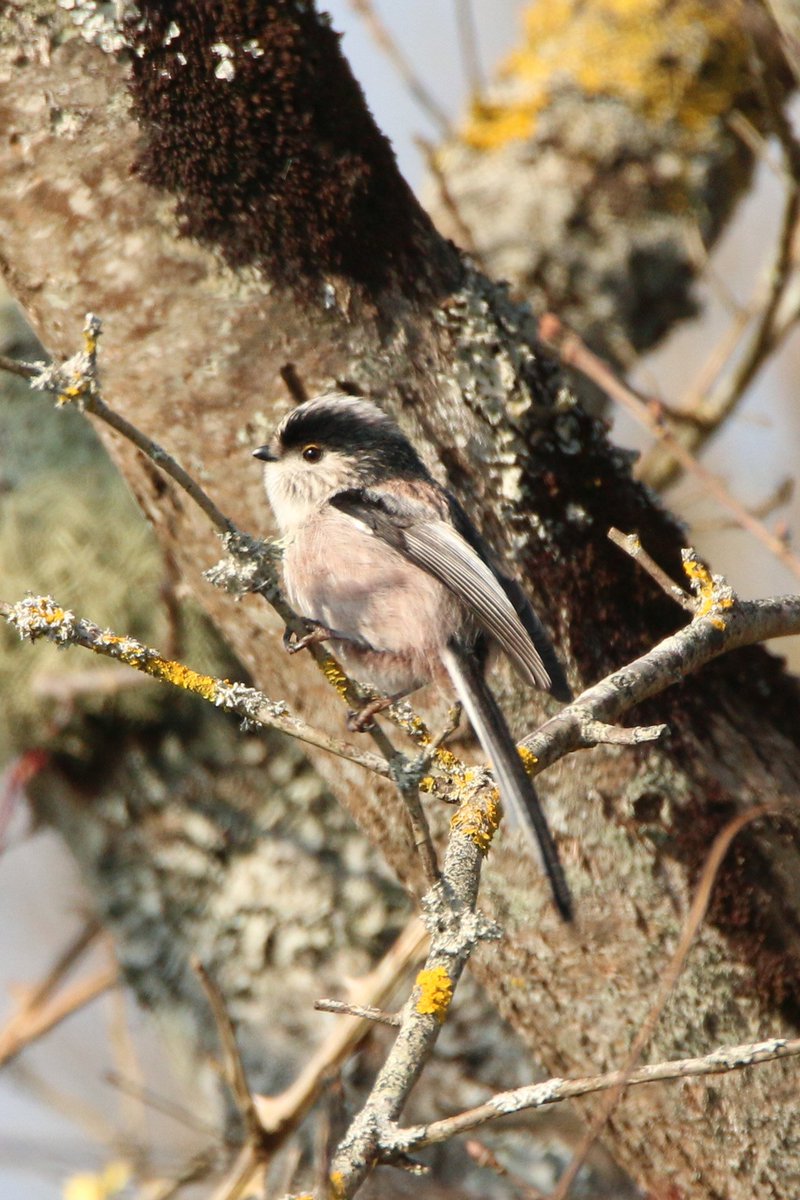 Martin16FR's tweet image. Flying lollipop! 🍭💚
Long tailed tit 

#woodland #NatureLove