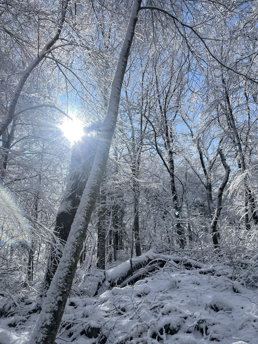 Princess Mononokia 🦉 tweet media