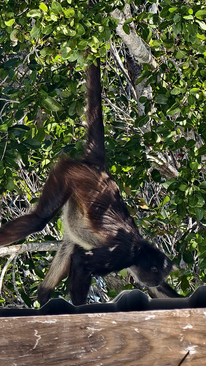 Energy Tulum tweet media