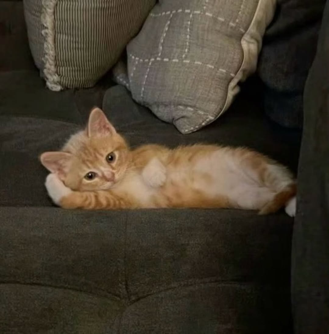 TheCatsX's tweet photo. https://t.co/BbbYyZBydc