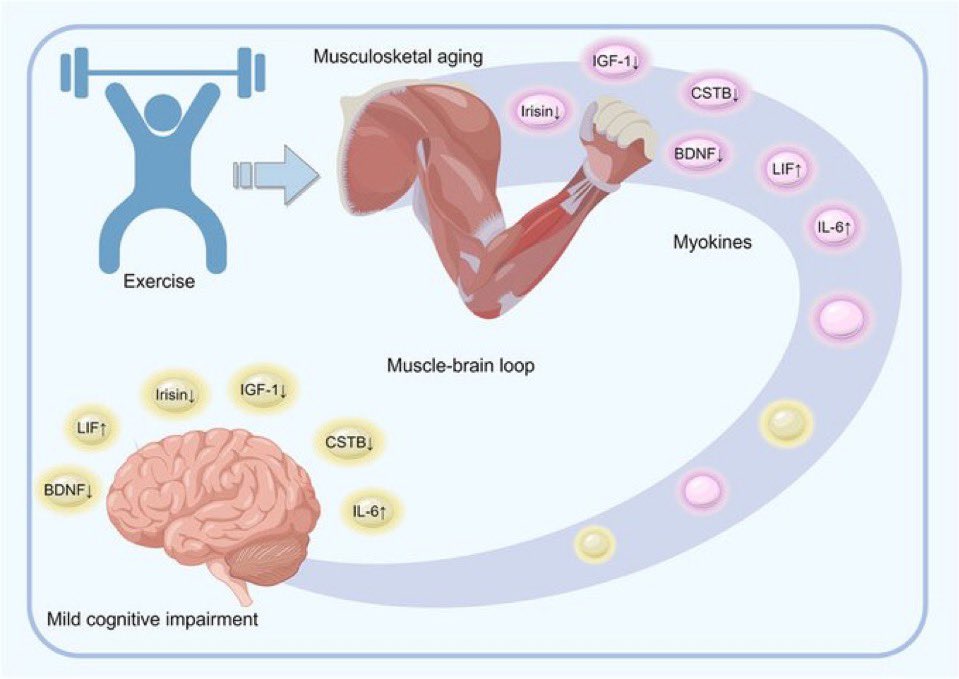 Overview of the mechanisms underlying the role of exercise-regulated myokines in musculoskeletal ageing and mild cognitive impairment

#muscle #ageing #exercise #cognition

frontiersin.org/journals/physi…