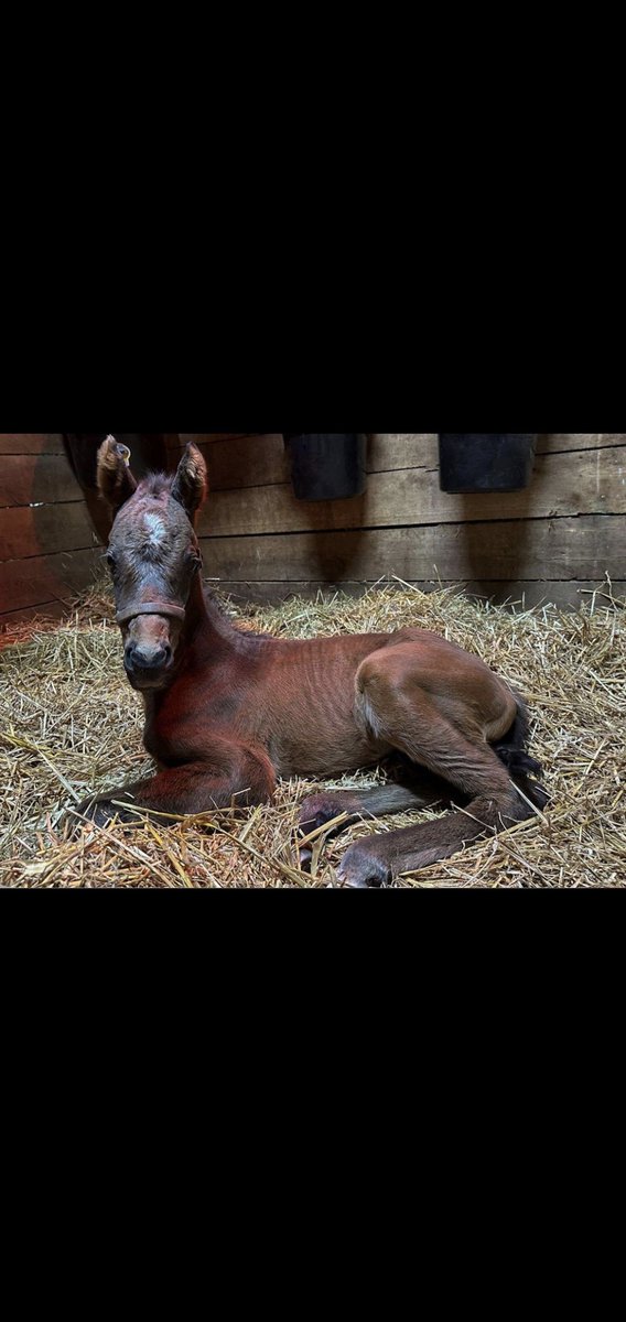 ولادة اول ابناء سينور بسكادور بطل كأس السعودية
في نسختها ال٤