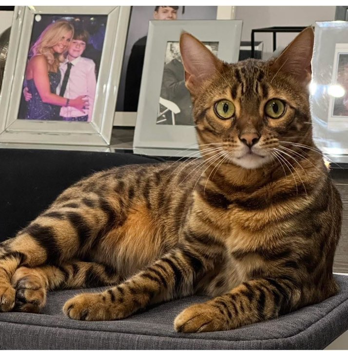 Please RT 🙏
Missing #Bengal female cat , disappeared on 31st December from Aldenham, WD25. 
Have you seen her?
Please help get her home where she belongs. 
Thank you 🙏💕🐾

doglost.co.uk/dog/201600

#Hertfordshire 
#k9hour #rehomehour #missingcat