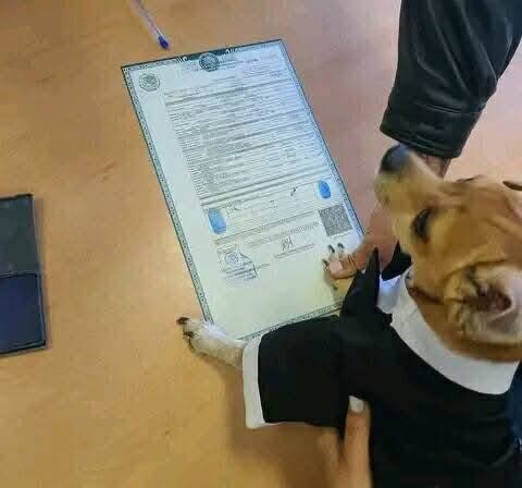 DiloConPerritos's tweet image. Testigo de nuestro amor ❤️✨