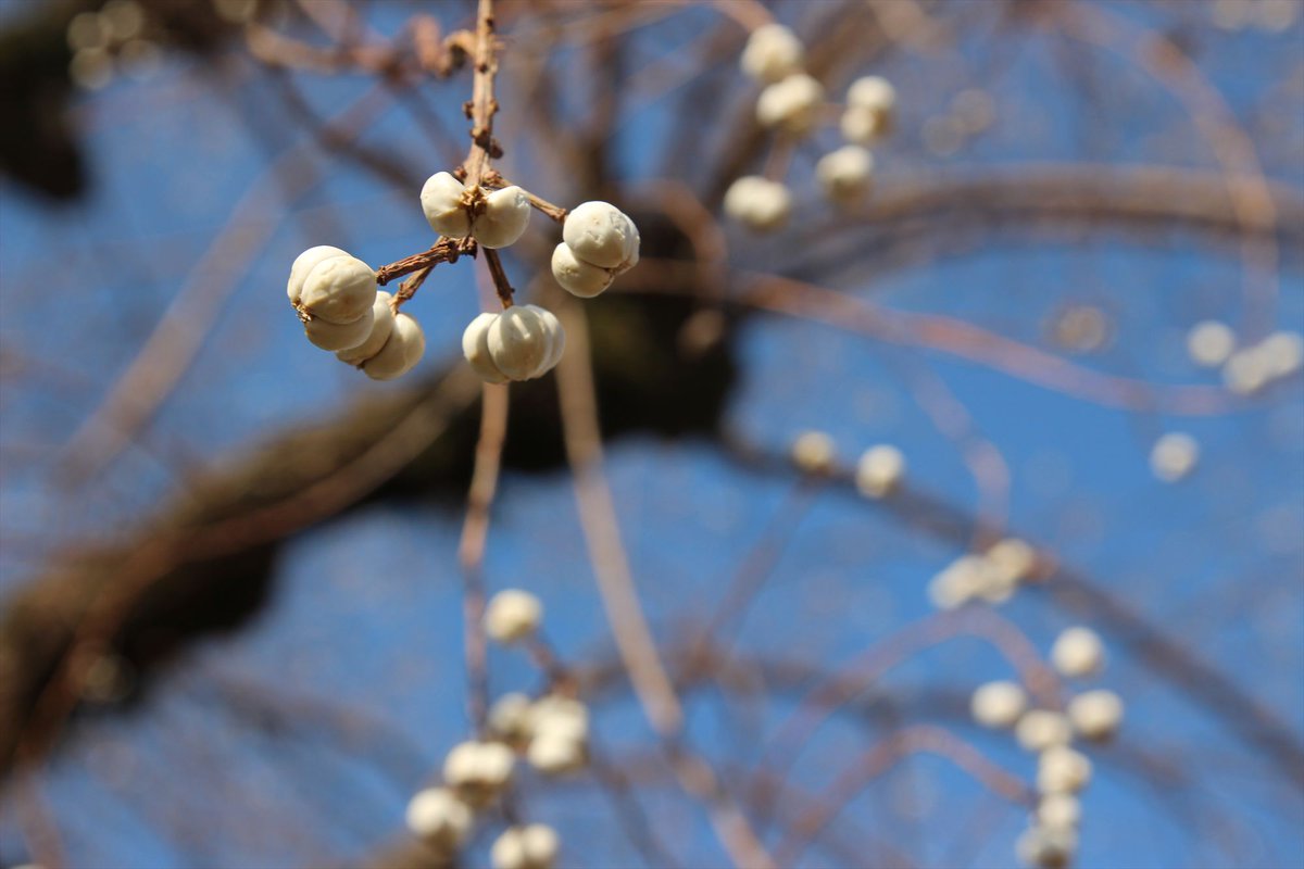 ナンキンハゼ
　花言葉：真心・心が通じる

白い花が咲いている！？って思ったら花というより実のような感じでした