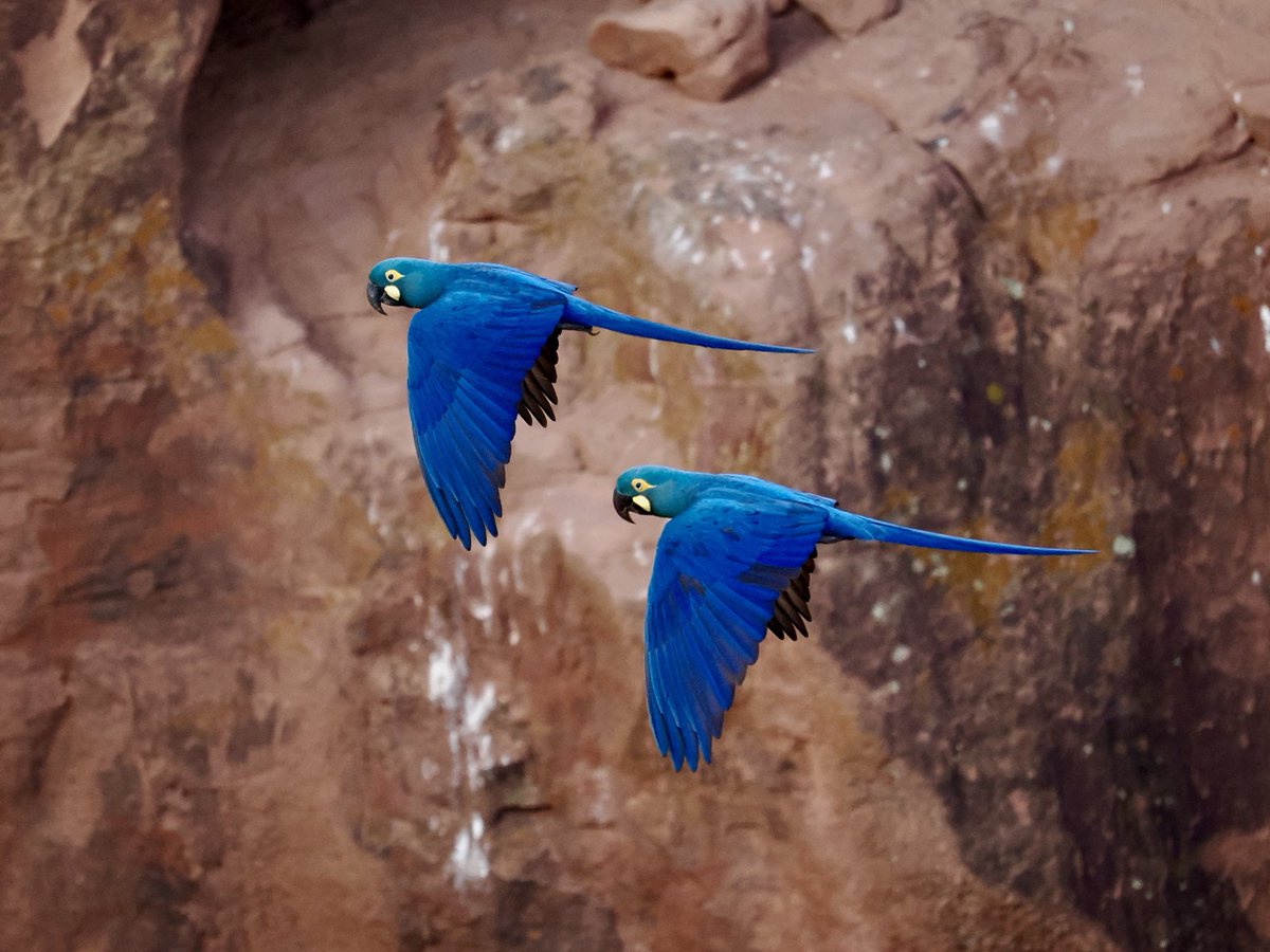 Rob Rackliffe tweet media