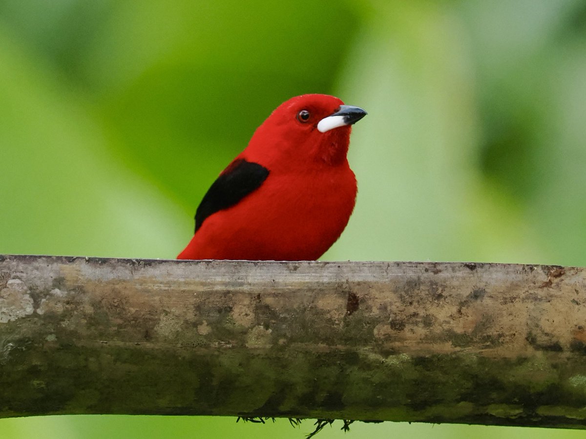 Rob Rackliffe tweet media