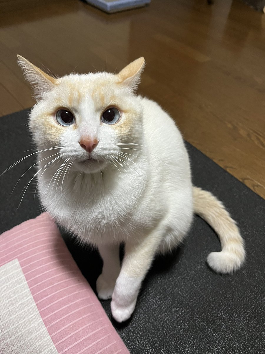 ミー太郎 (@p6zdex9qm4sdwj1) on Twitter photo 