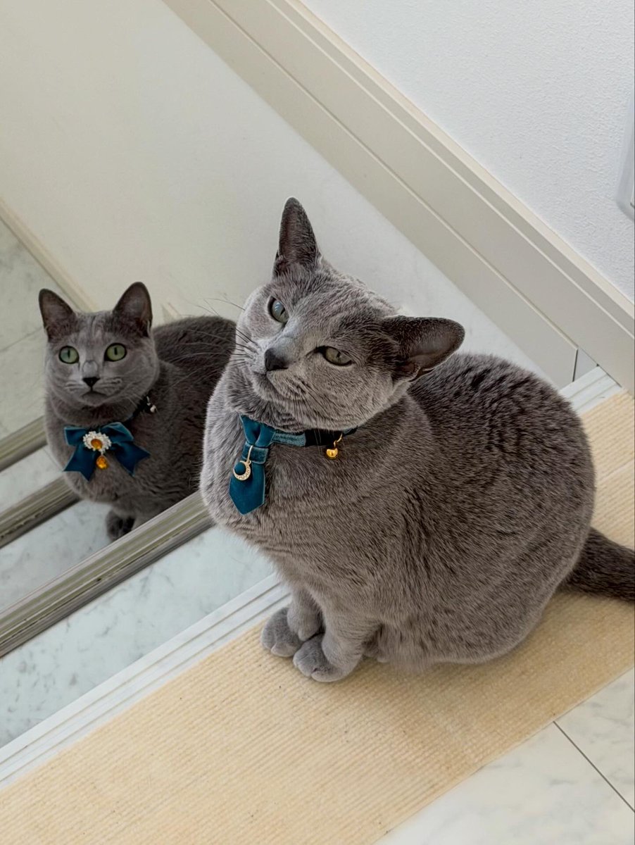 LisaLisa200601's tweet image. おはニャン😸😸

#ねこ
#ロシアンブルー
#リサリサとリリー
#ねこのきもち