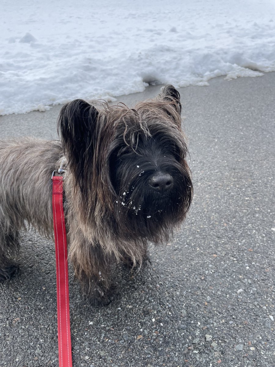 WellyUBM's tweet image. Cpt. Welly reporting from the frozen northeast. Ran down some possible zombie tracks, but the culprit was among the living. All clear. #ZSHQ
