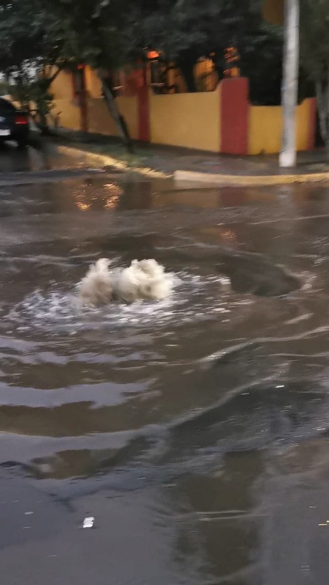 Colectivo Vecinal Bosque Urbano Tlaquepaque tweet media