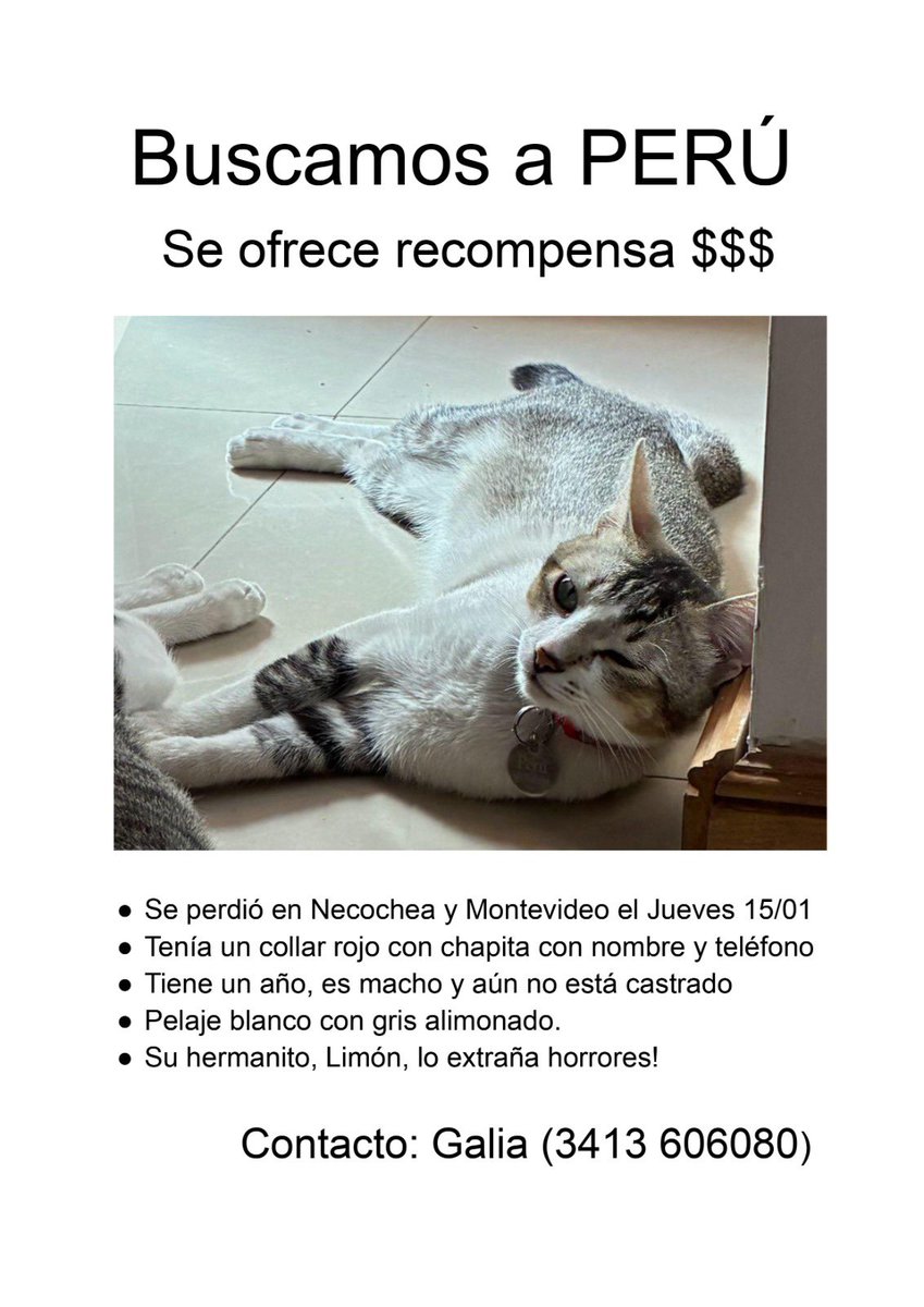 Es el gato de un amigo. Ayuden compartiendo por favor.