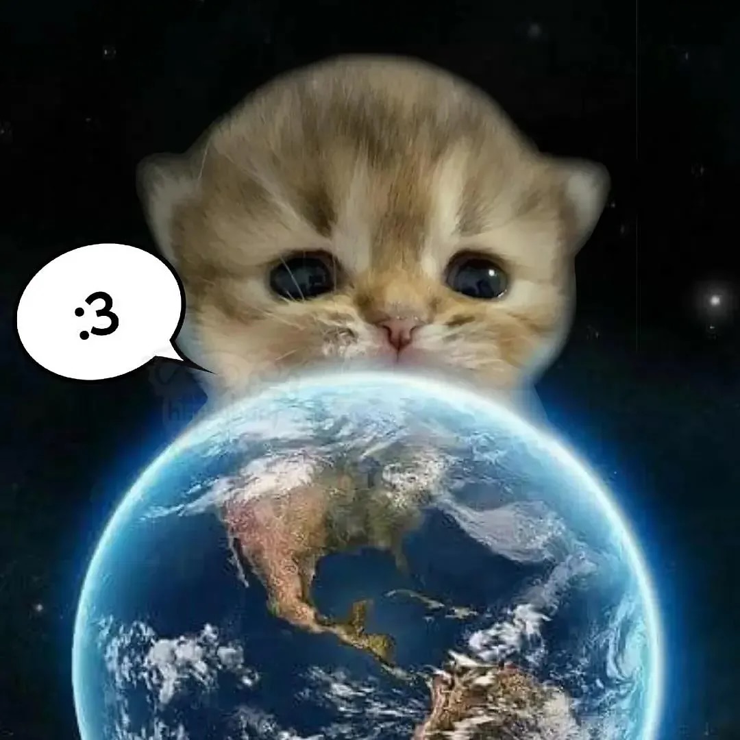 Punch Cat (@punchingcat) on Twitter photo 