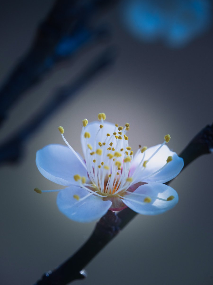 takao_camera's tweet photo. 雪月花

梅が咲いていました。セツゲツカという品種です。バラ科。雪月花という言葉は白居易の詩「寄殷協律」の一句「雪月花時最憶君（雪月花の時　最も君を憶ふ）」から来ていますが、日本で使われるうちに日本的な美意識を表す語の１つとなりました。
花言葉は、澄んだ心。 https://t.co/vamFzd0OVD