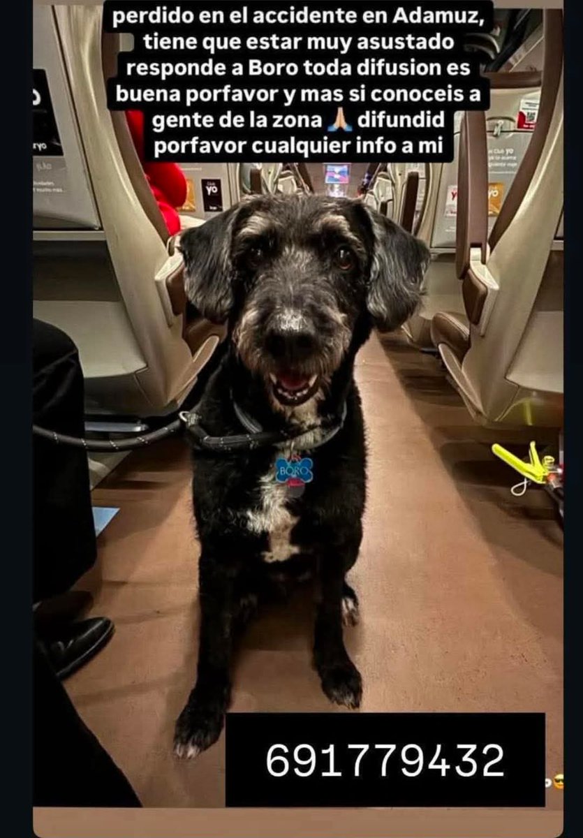 IsaAranjuez's tweet photo. ¡URGENTE! Se busca a BORO. 🐶 (Aún NO ha aparecido)

🔴🚊 Ana viajaba en el tren Iryo accidentado ayer en #Adamuz acompañada de su hermana y su perro Boro.
En caso de localizarle, por favor, contactad inmediatamente con: 📞 606 141 379 / 691 197 973 / 112 https://t.co/9MOZy7rjCl