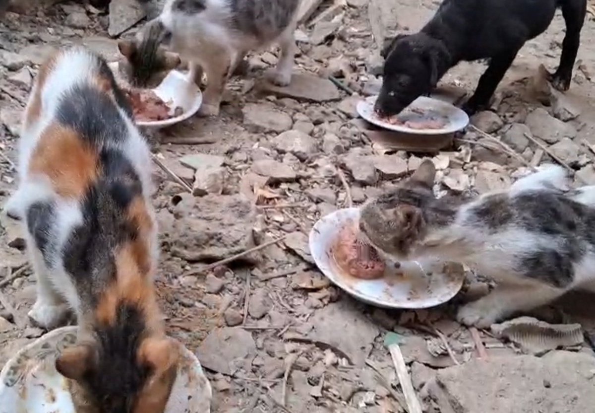 We are reaching out to you with hearts full of exhaustion and worry. Every day feels heavier than the last. Our children and the rescued cats shiver in the cold, and our tents do little to protect us from the wind, rain, or freezing nights. Food is almost never enough, and every