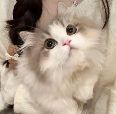 No emails, no rush just cuddles first. Morning priority is always loving my pet, the truest start to happiness. 🐱