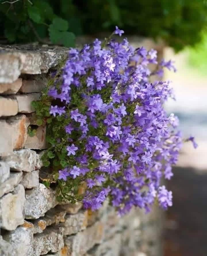 Her şeye rağmen her şeyi başarabilecek o heyecanı ömrün boyunca göğsünde taşımalısın.
Taşımalısın ki kırıldığın anda kırıldığın
yerden çiçeklenebilesin.
Sevgiyle. Inançla......Kırıldığın Yerden Çiçek Açacaksın...