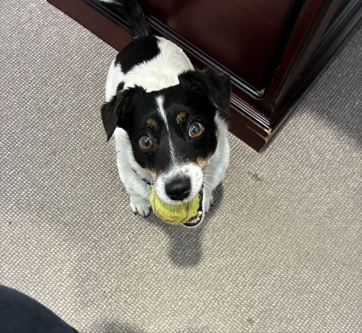 MonNeill's tweet photo. When you come to work @NewgateFarm to get some jobs done but Titch @jimcarey83 needs to get her steps up 💨
How can you say no 🎀🤷‍♀️ https://t.co/GTZzkZe45p