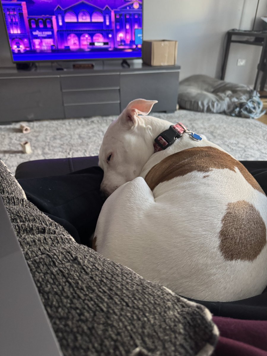 WeatherIzzi's tweet image. Can’t even begin to express how much I love this dog. Curled up and asleep in my lap, it makes me so happy to know how happy she is and how safe she feels. 🐶❤️