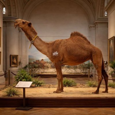 saadsaad1398's tweet photo. #صورة_جديدة_للملف_الشخصي https://t.co/9PQ7W9CQYh