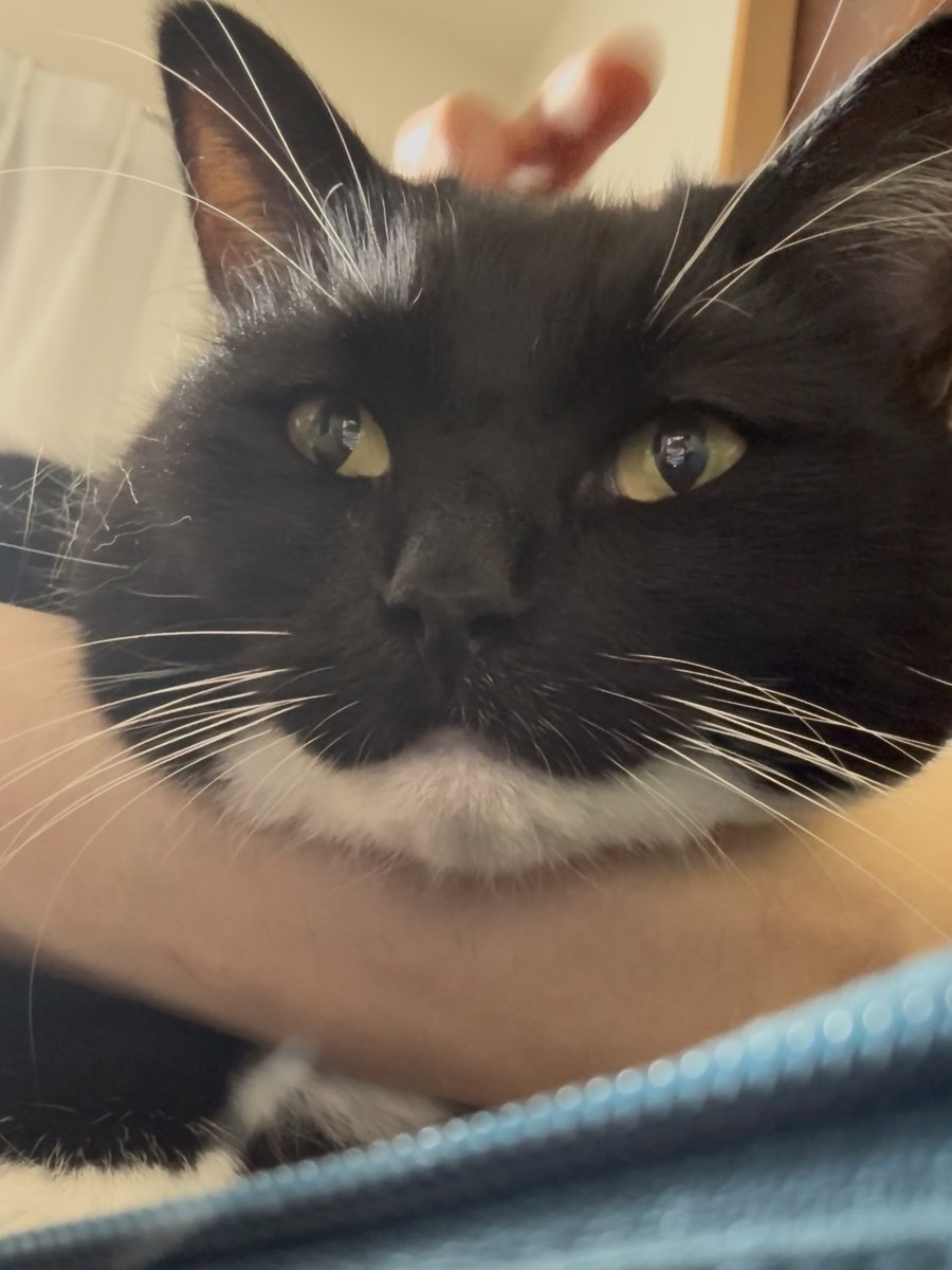 ❁uni♡❁（２） Uni looks like a different cat depending on the light and angle