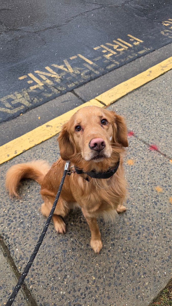 Pancake LOVES the snow, but he doesn't like being wet 😅