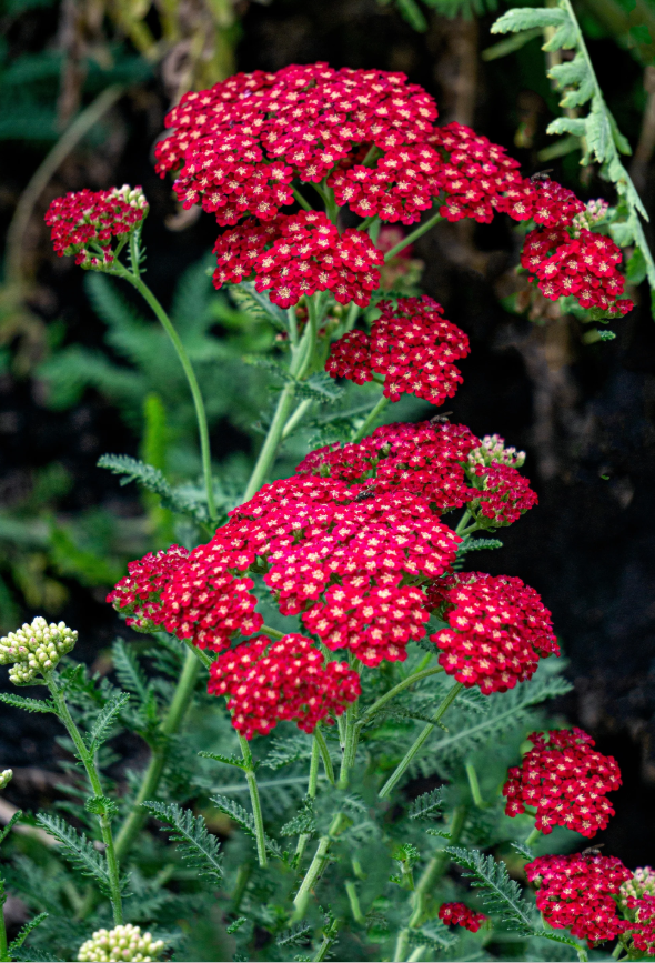 KatrinSchindle6's tweet photo. BUILD OUR BLUEMING FLOWER
I ain't a romantic, so I went with my inner geek instead.🤷♀️
Yarrow: Known as the "flower of wounds and warriors," embodying strength, healing, & resilience.
#FlowersForBuild @JakeB4rever
The aesthetic The flowers https://t.co/ZBk13ZqSPe