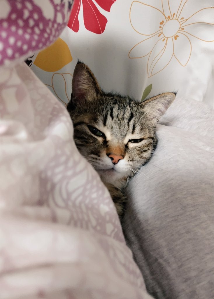 ゴロー🐾 (@cat_56chan) / Posts / X