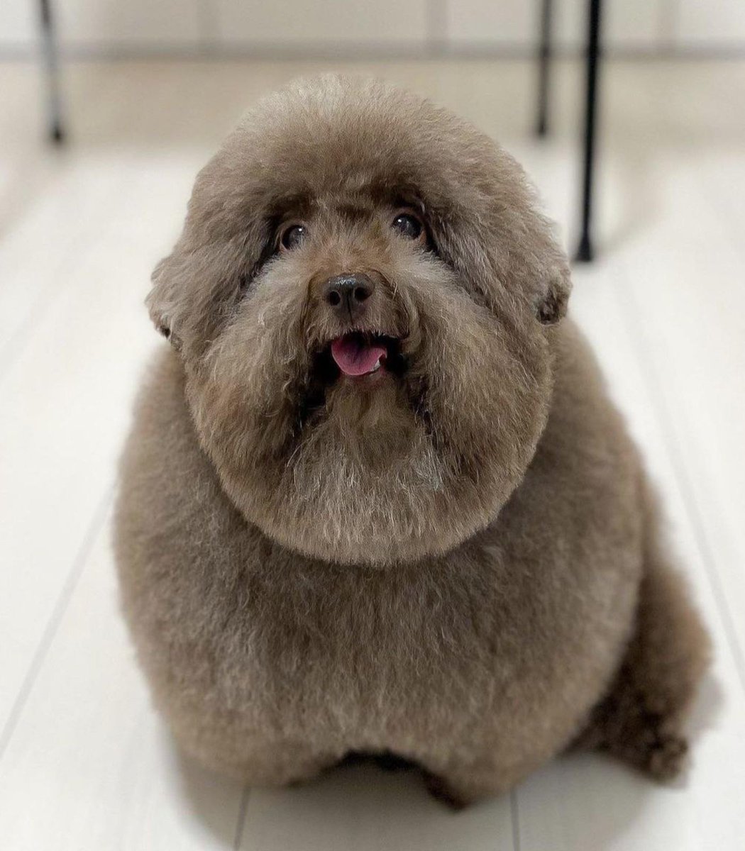 Dexerto's tweet image. Scoobert, the dog who went viral on TikTok for his round frame, has celebrated his 10th birthday