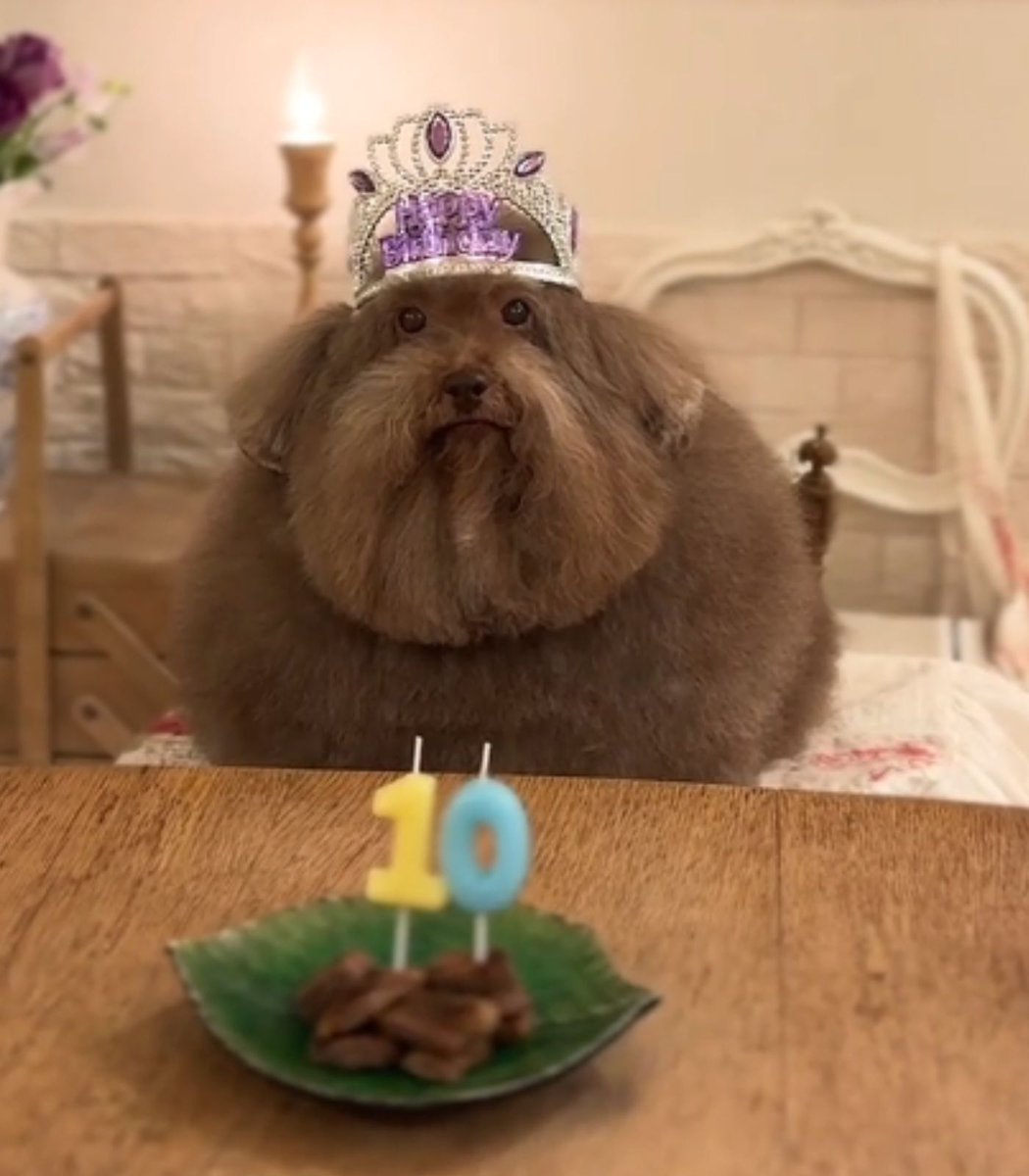 Dexerto's tweet image. Scoobert, the dog who went viral on TikTok for his round frame, has celebrated his 10th birthday