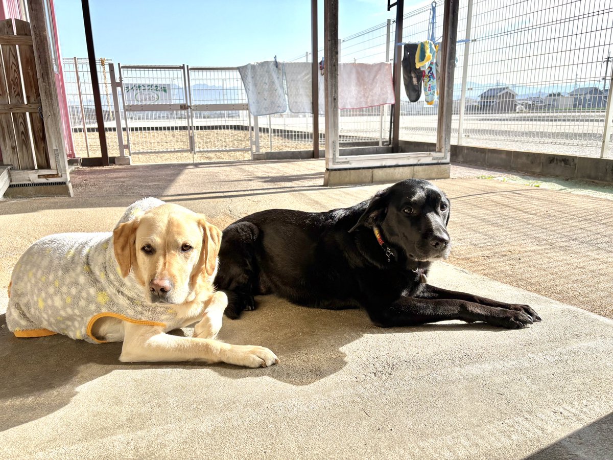 今年初の 日本サービスドッグ協会へ 目的は ぴーちゃんのシャンプー スタッフさんに 助けて貰い 丁寧に洗い その倍以上丁寧に流して  ジェットドライヤーで乾燥 日差しを浴びた ぴーちゃんは輝いていた この日は繁殖犬の女の子だけ 一緒に遊び 一緒にひなたぼっこ 今月も ...