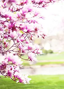 マロン❁¨̮ tweet media