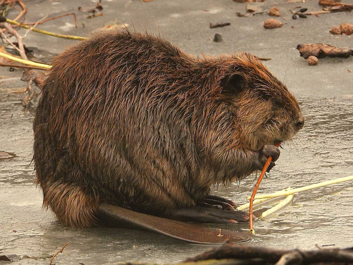 Mephone X tweet media