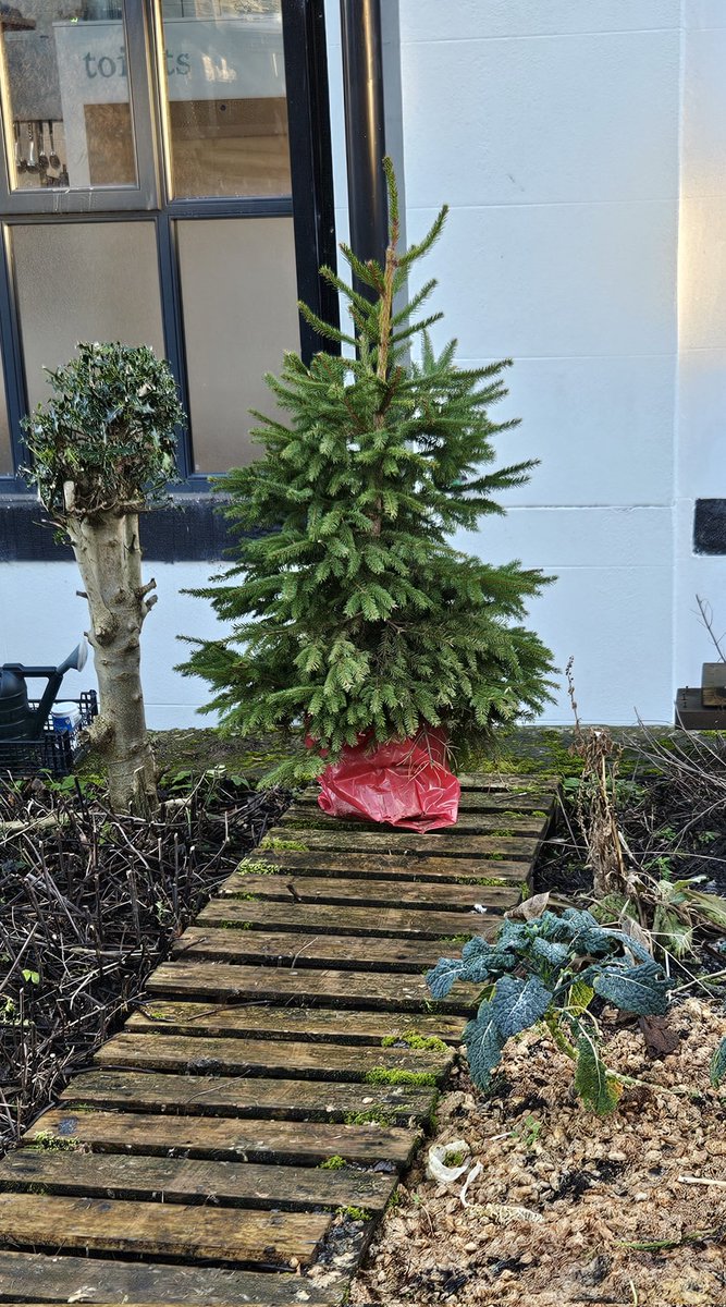 barbmilne's tweet image. #GardensHour @GardensHour Christmas Tree at The Handmade Bakery kitchen garden #Slaithwaite 🥐