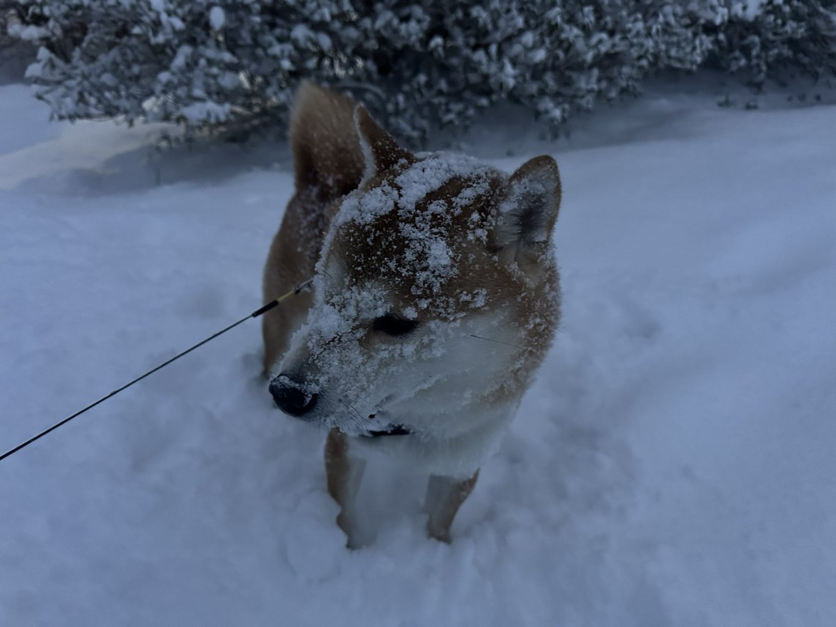 積もりましたね❄️ たぬきちは楽しそう😊 歩くの辛し😭